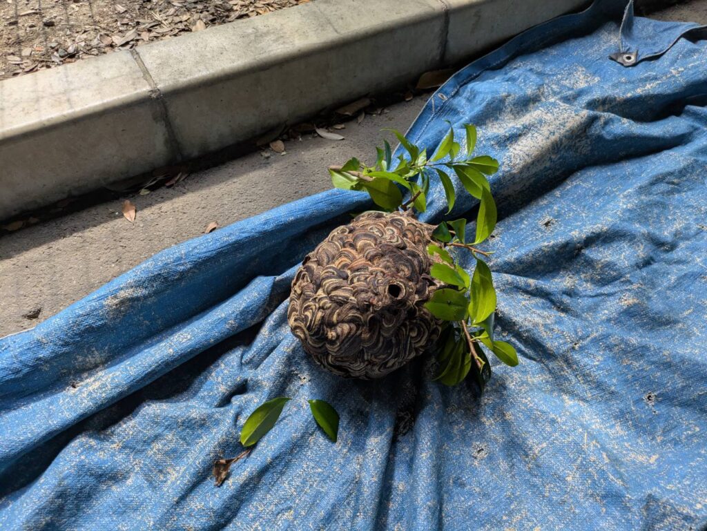 スズメバチの巣駆除もやります